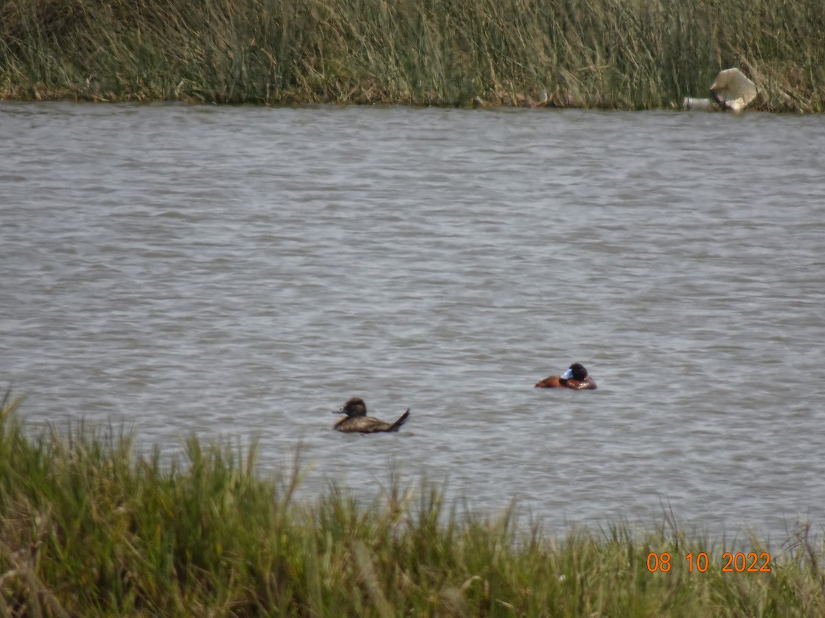 Andean Duck - ML523352421