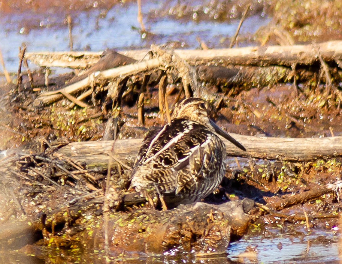 Wilson's Snipe - ML523353571