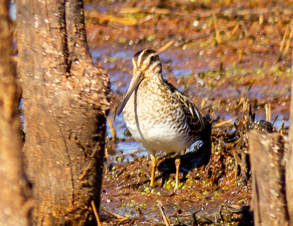 Wilson's Snipe - ML523353581