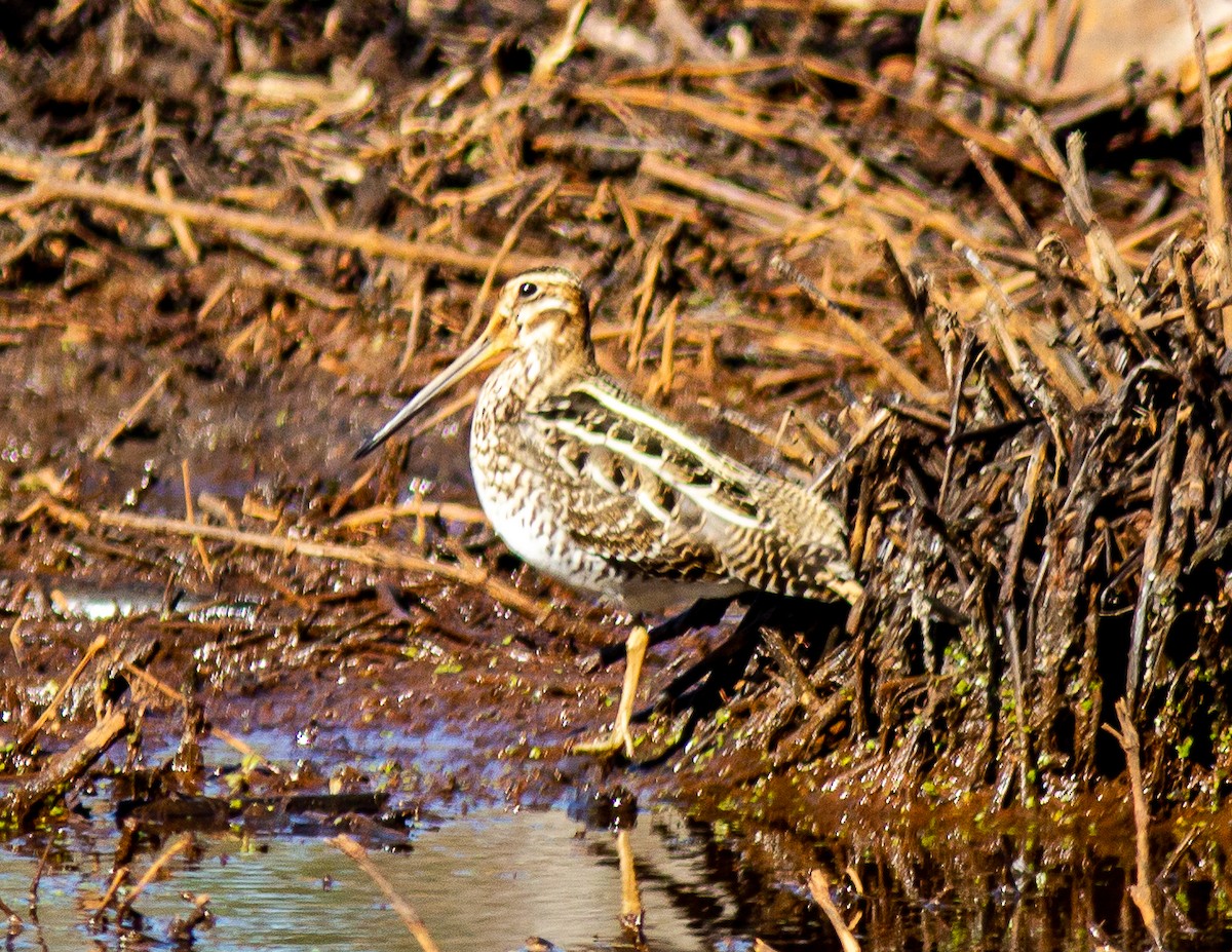 Wilson's Snipe - ML523353591