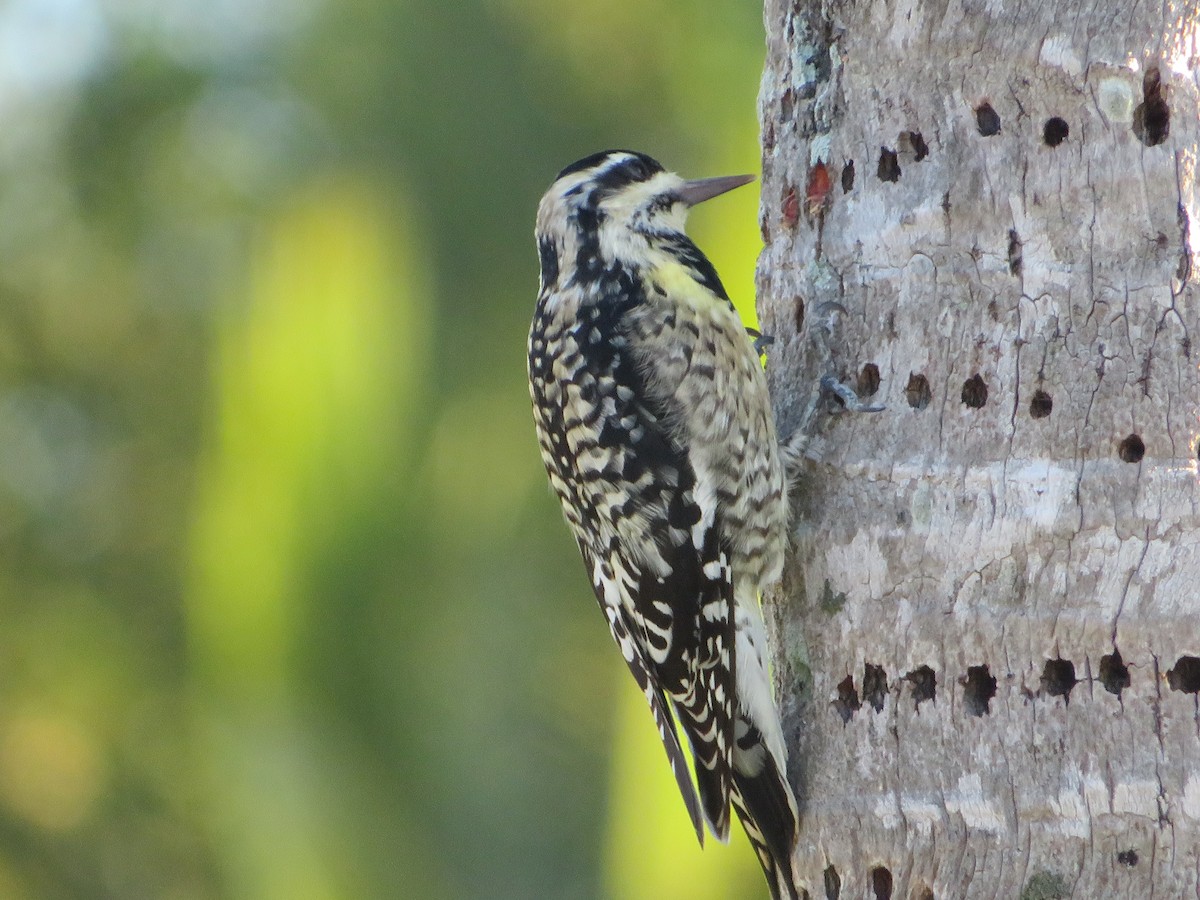 Yellow-bellied Sapsucker - Grayson Smith