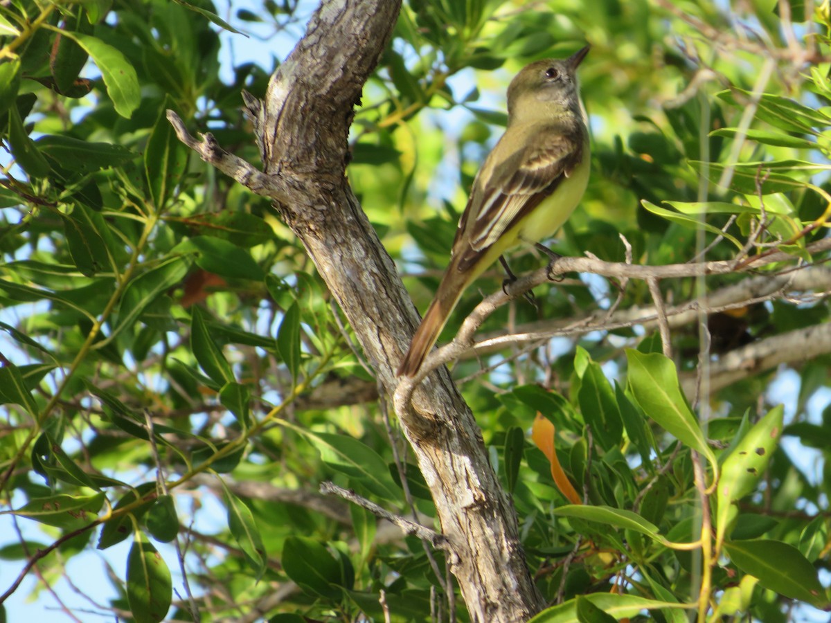 Great Crested Flycatcher - ML523354291