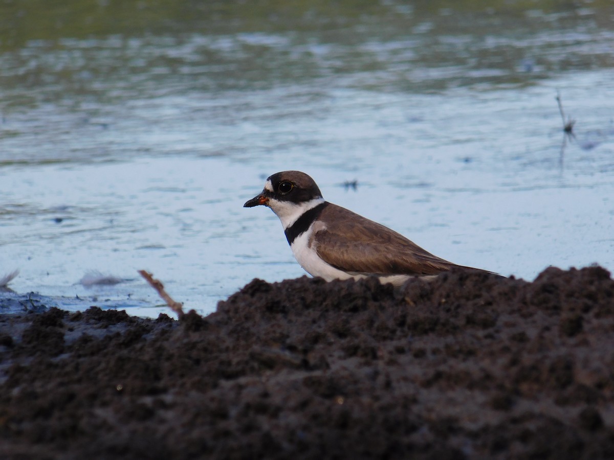 Semipalmated Plover - ML523354321