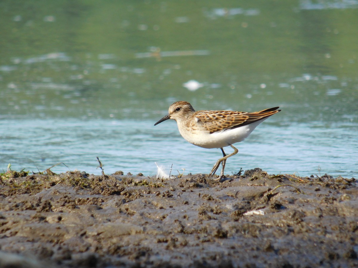 Wiesenstrandläufer - ML523354371