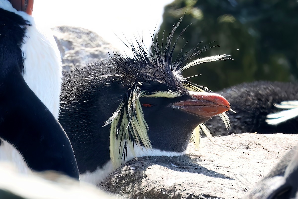 Pingüino Saltarrocas Septentrional - ML523355281
