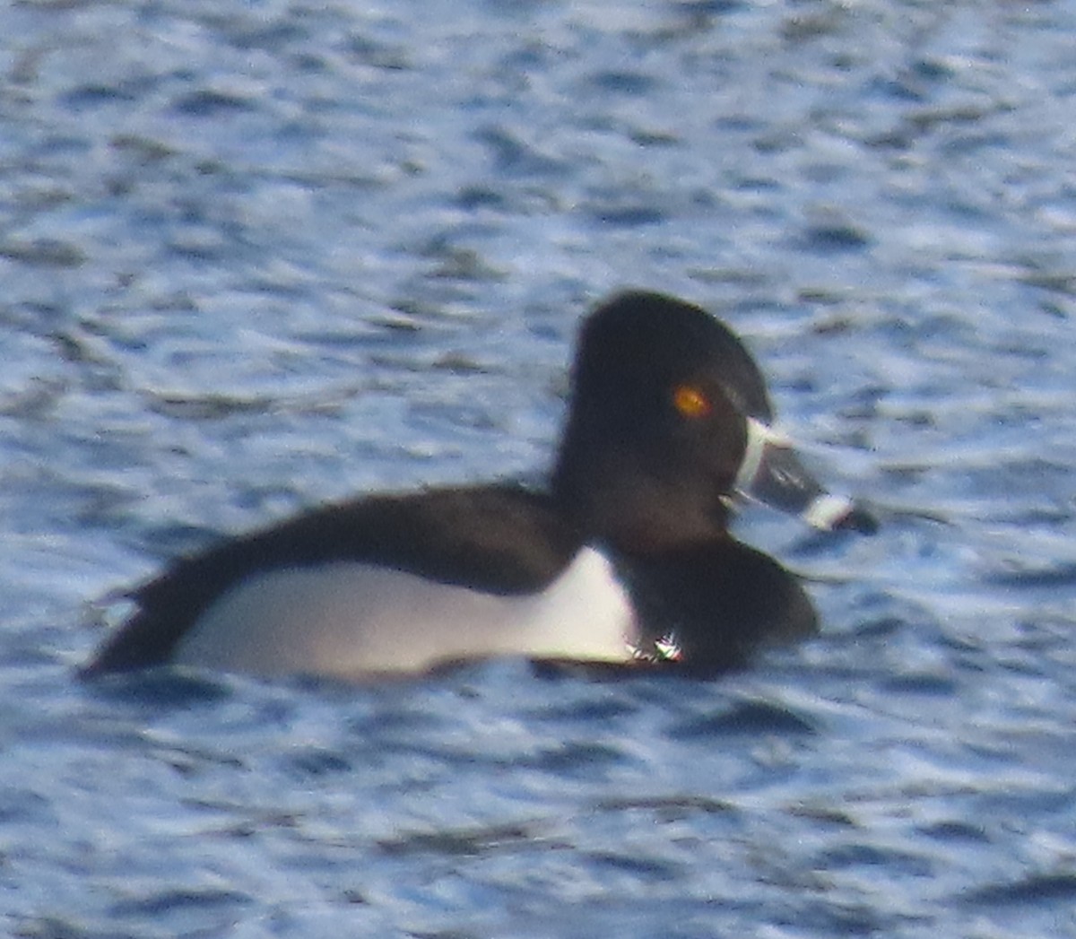 Ring-necked Duck - ML523355381