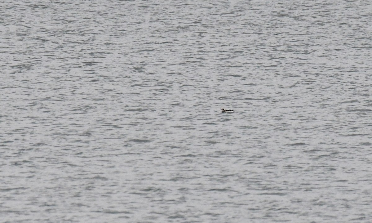 Long-tailed Duck - ML523355401