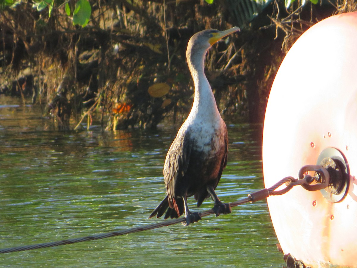 Double-crested Cormorant - ML523356031