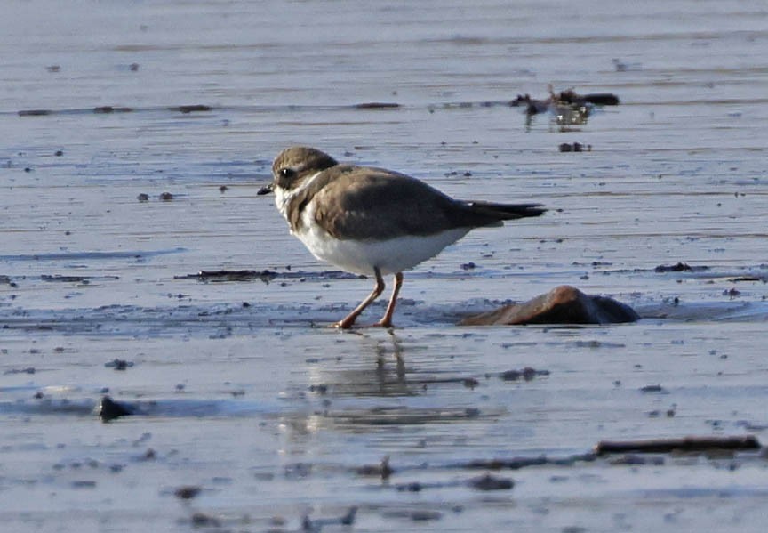Common Ringed Plover - ML523356321