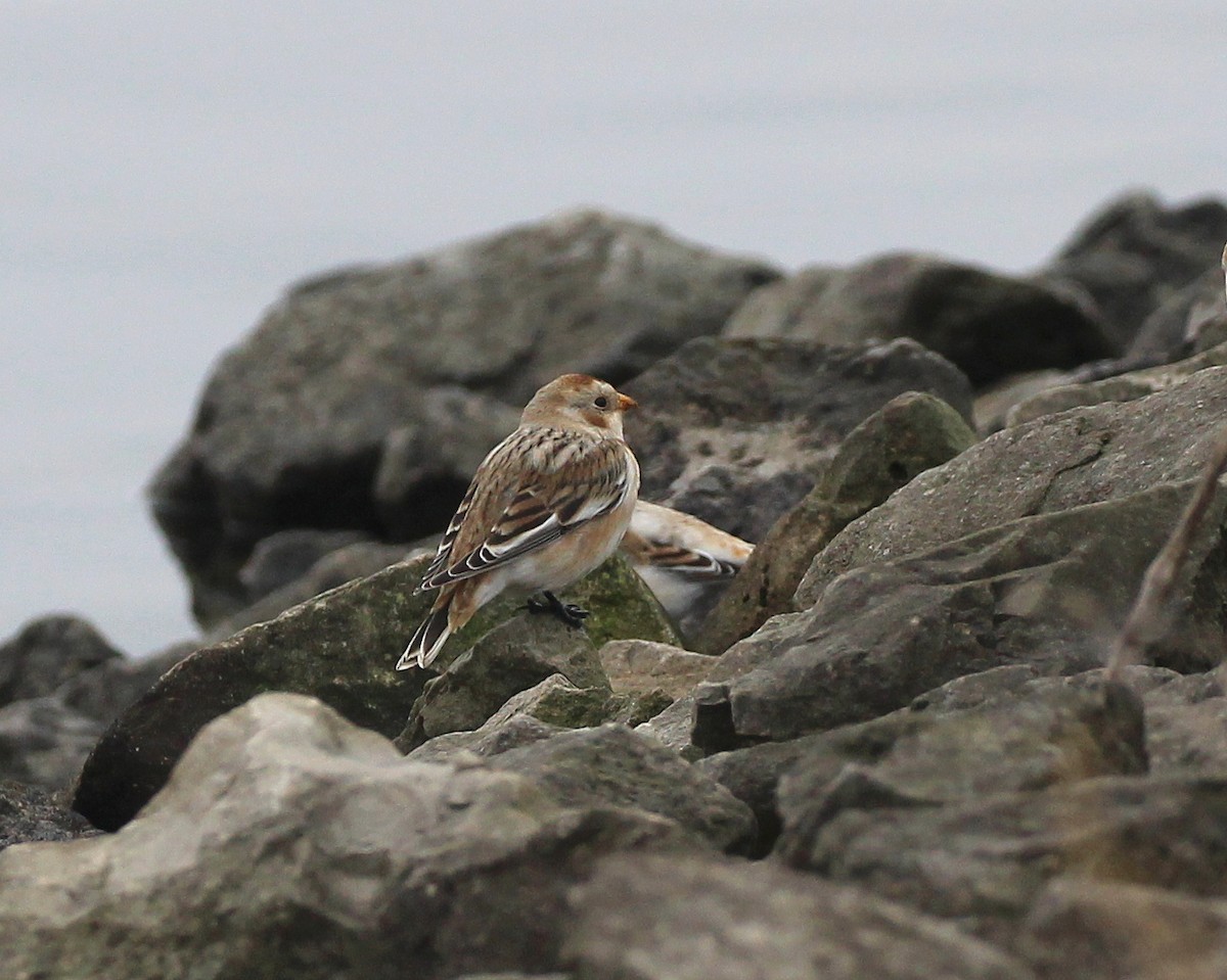 Snow Bunting - Becky Harbison