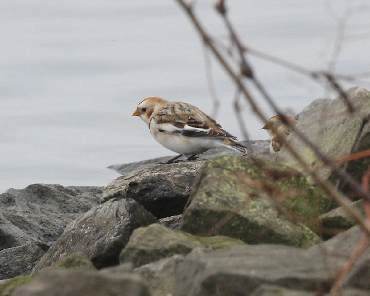 Snow Bunting - Becky Harbison