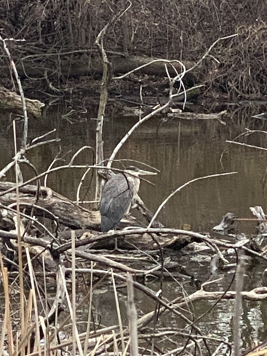 Great Blue Heron - ML523357201