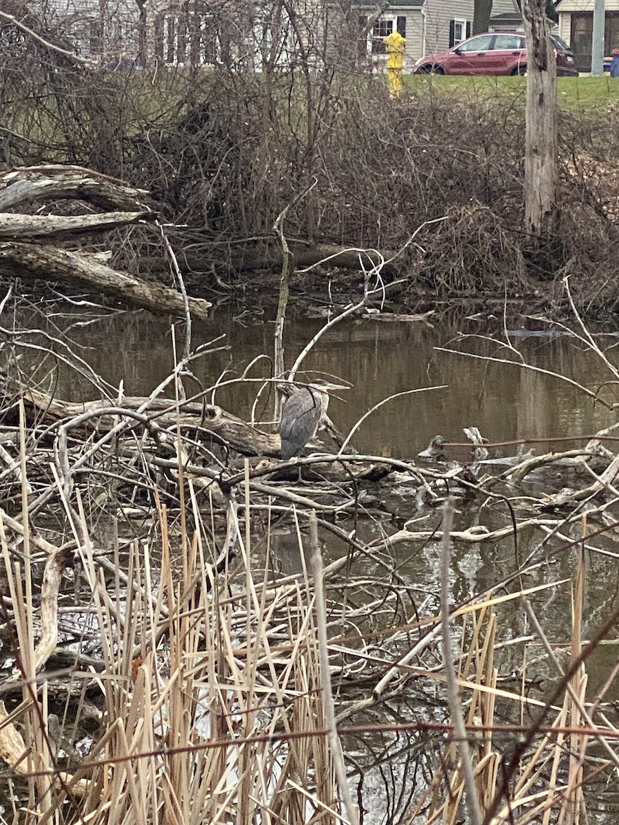 Great Blue Heron - Jodi Tyron