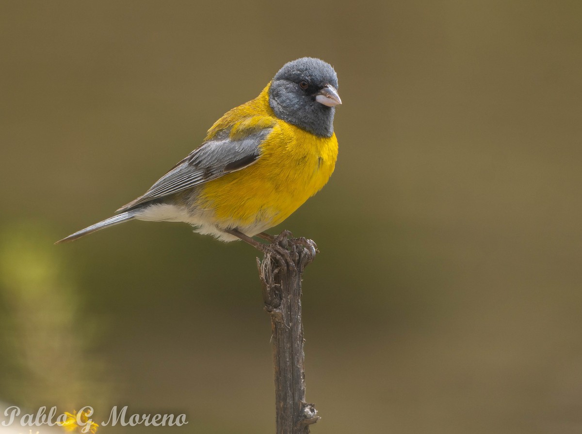 Gray-hooded Sierra Finch - ML523358561