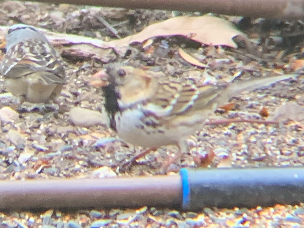 Harris's Sparrow - ML523359041