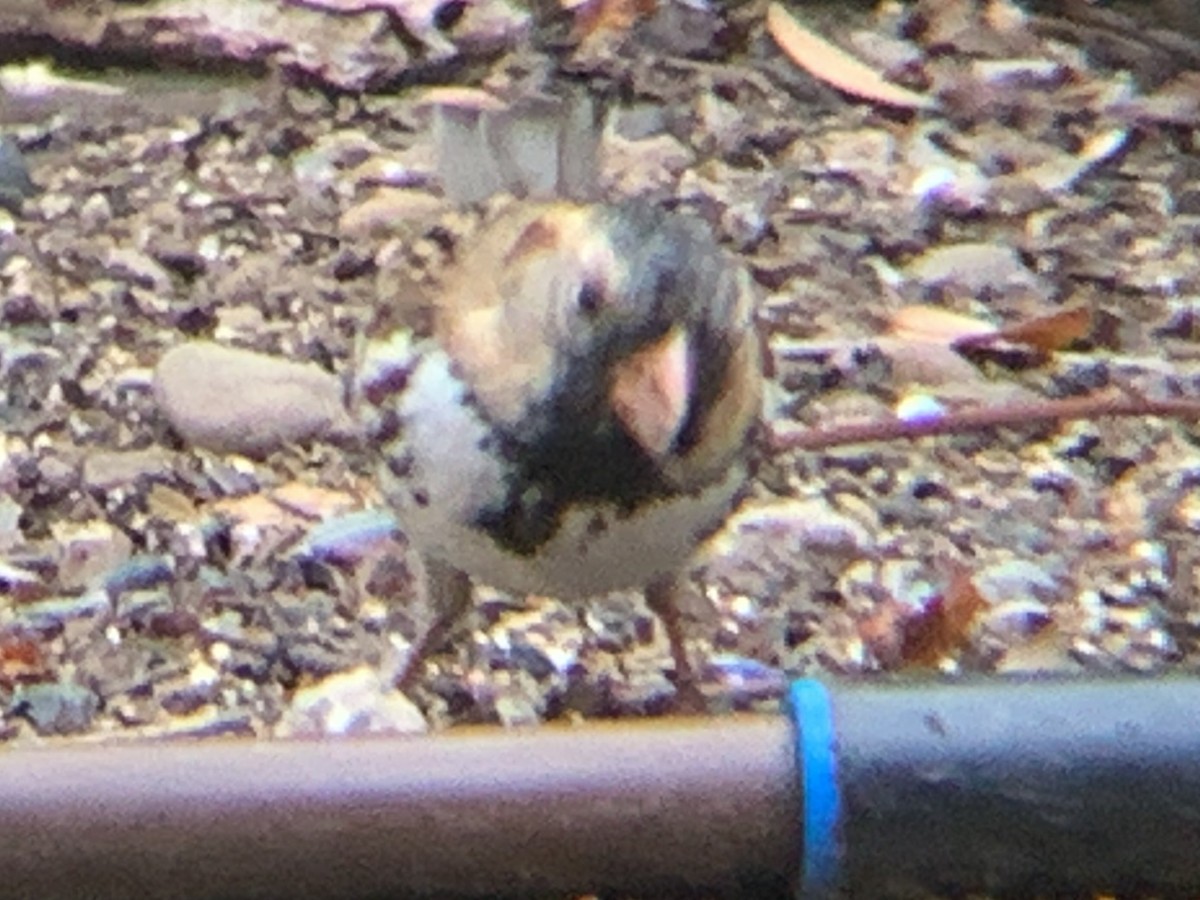 Harris's Sparrow - ML523359051