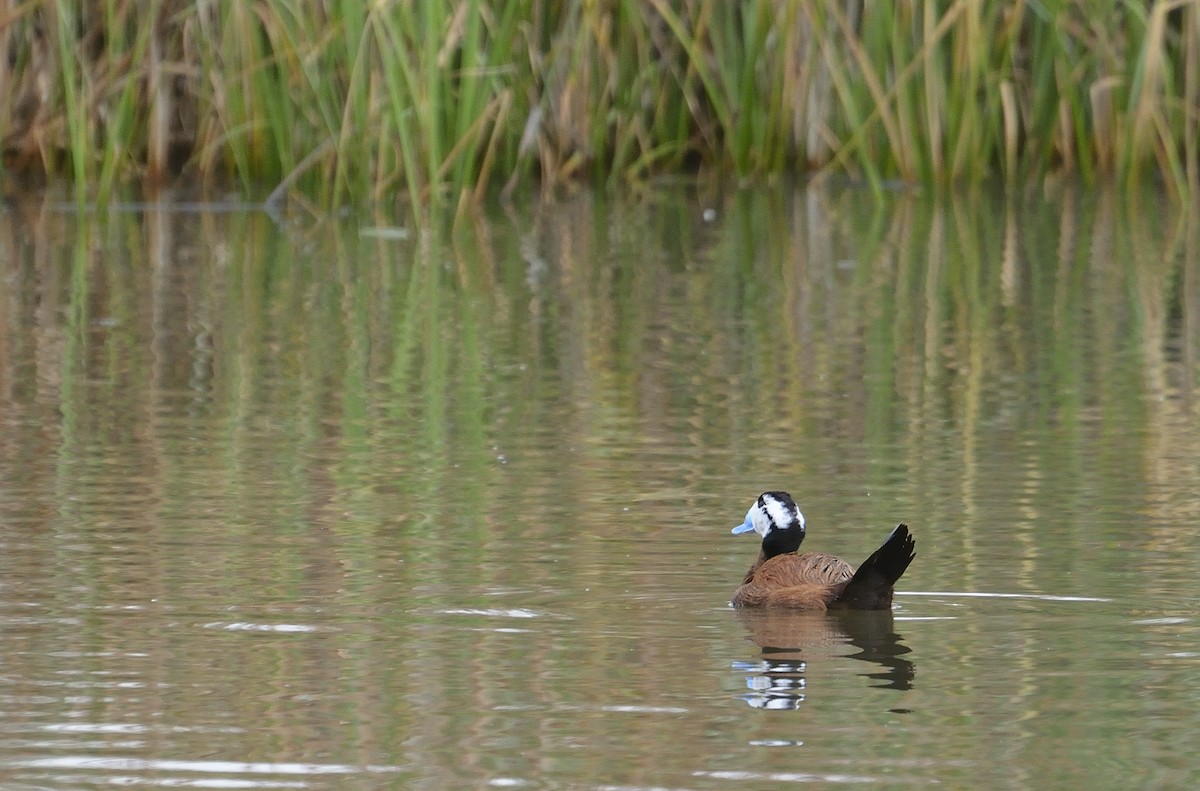 White-headed Duck - ML523359151