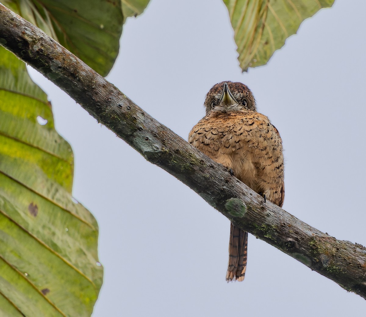 Barred Puffbird - ML523359721