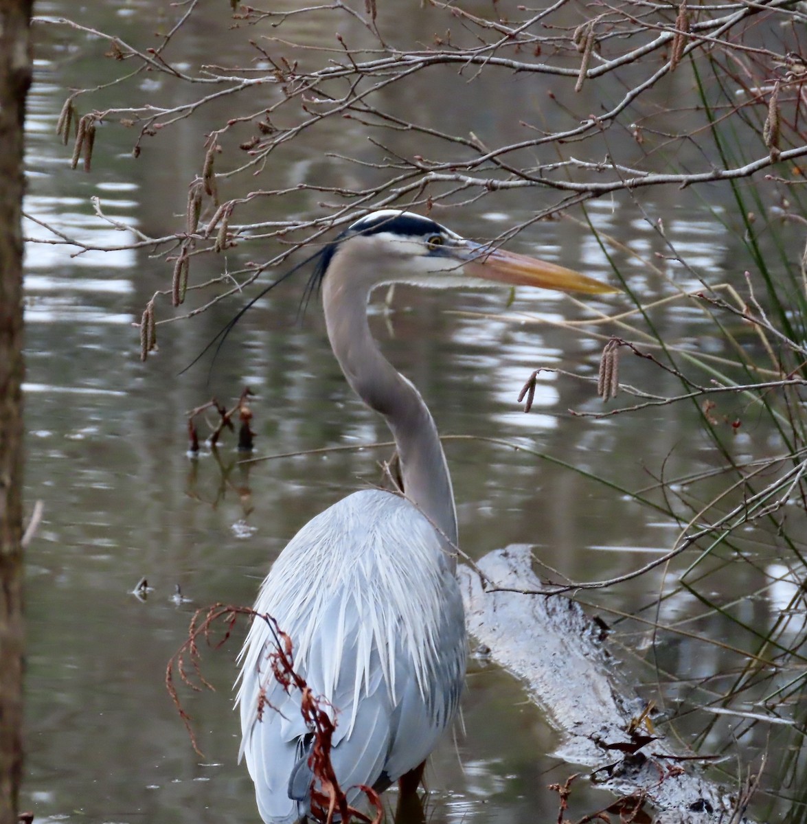 Great Blue Heron - Lawrence Zoller