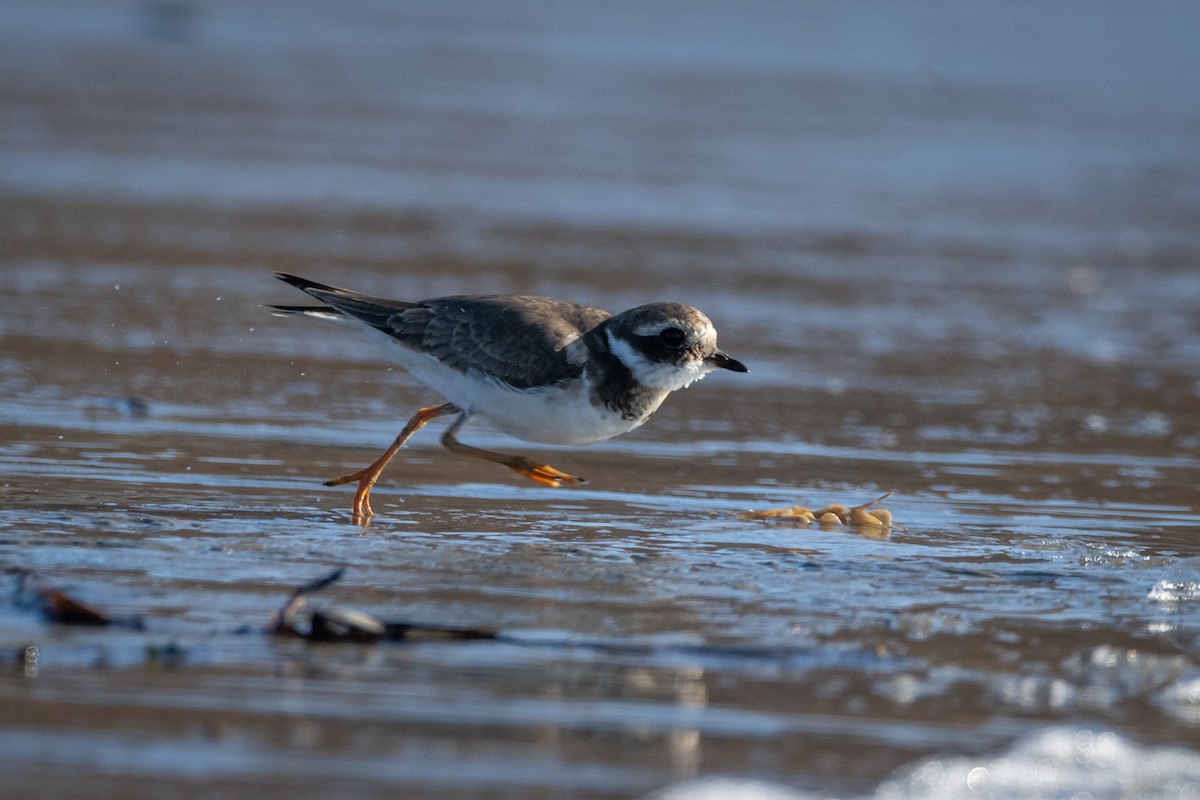 Common Ringed Plover - ML523360431