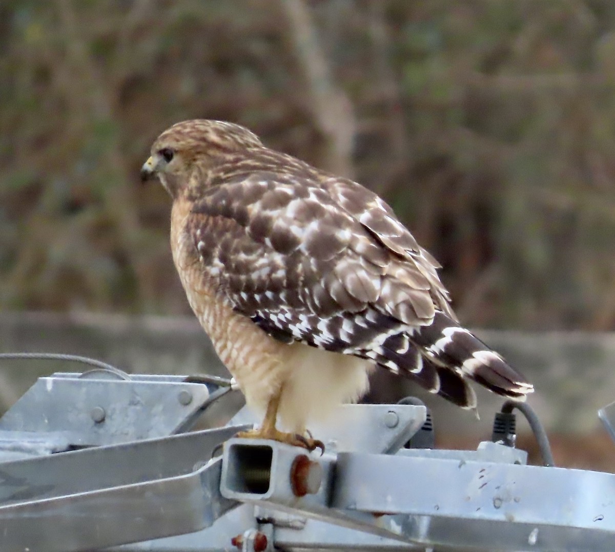 Red-shouldered Hawk - ML523360501