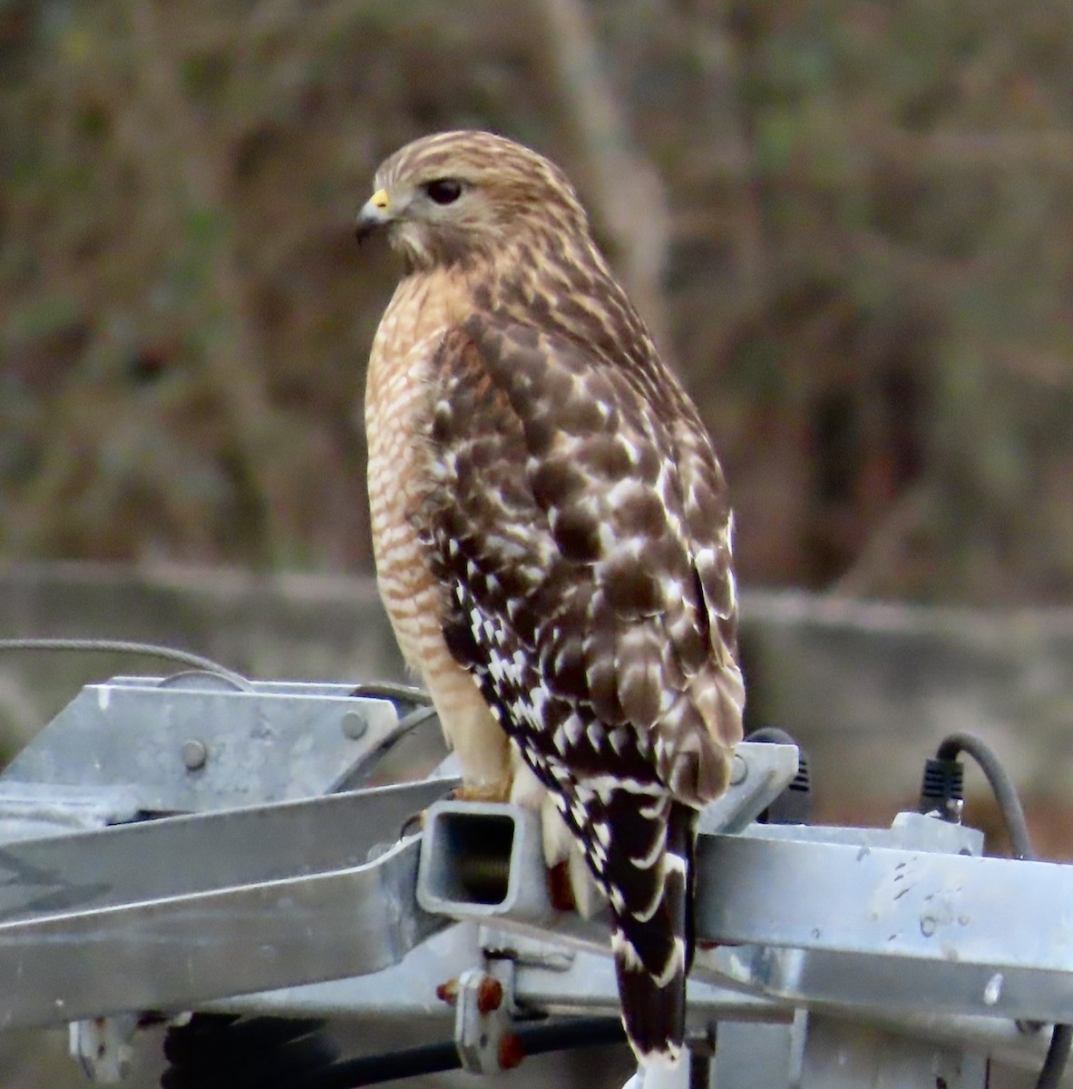 Red-shouldered Hawk - ML523360511