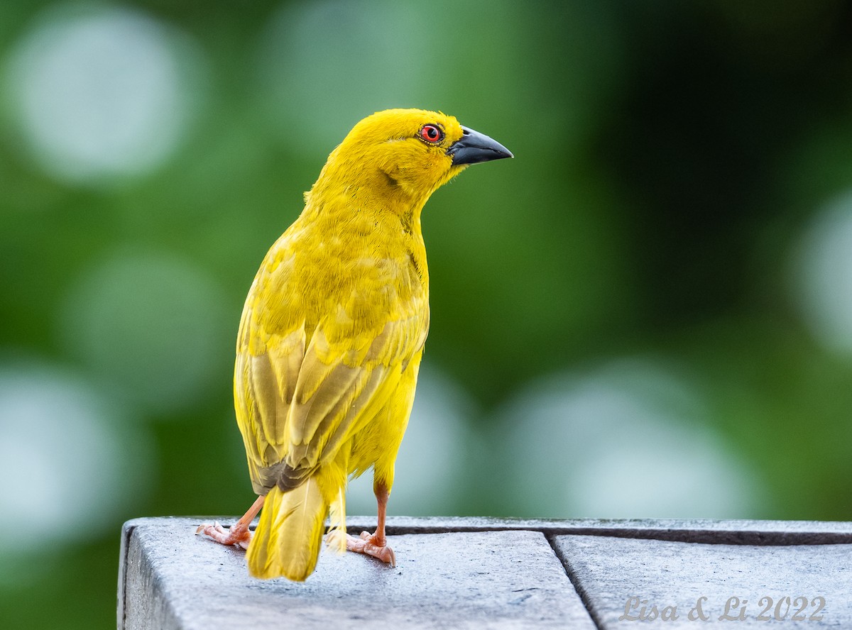 African Golden-Weaver - ML523360601