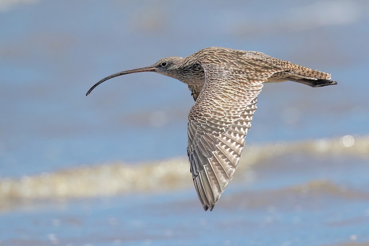 Far Eastern Curlew - David Irving