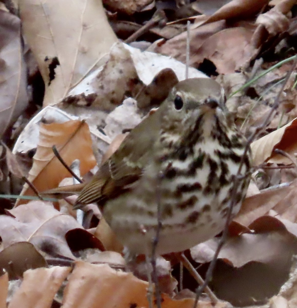Hermit Thrush - ML523360931