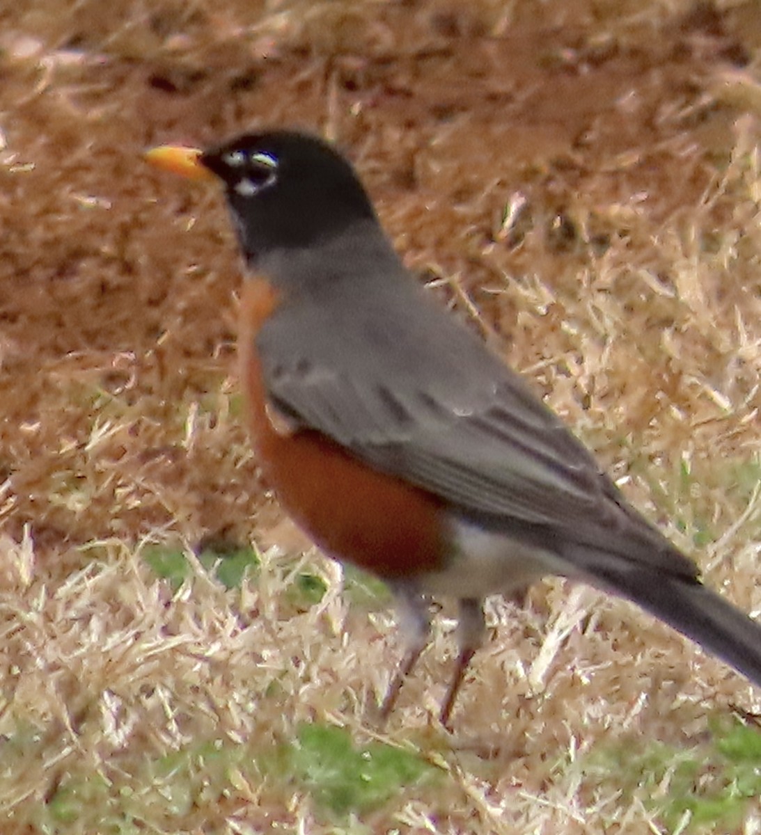 American Robin - ML523360971