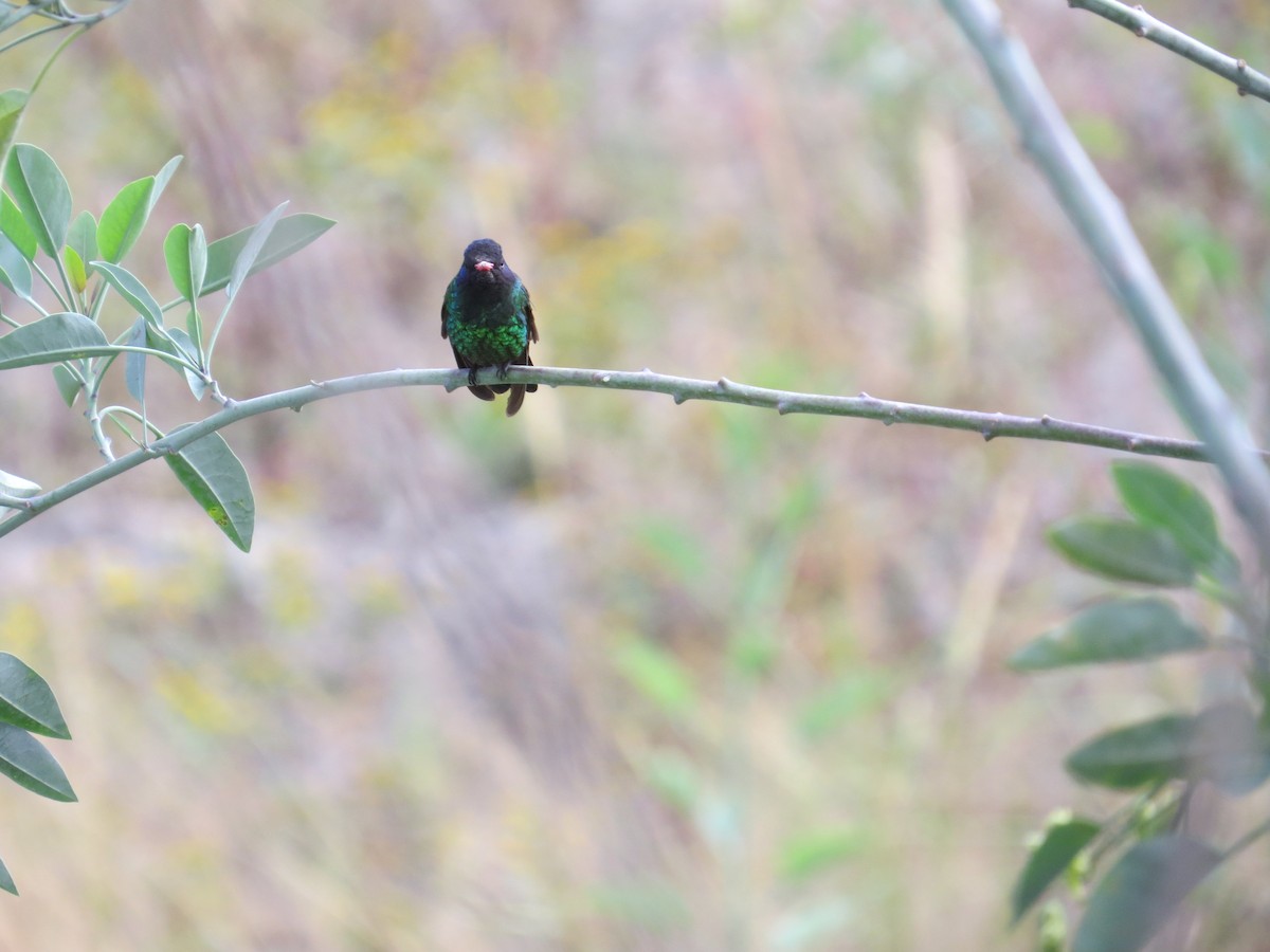 kolibřík modrohlavý - ML523361021