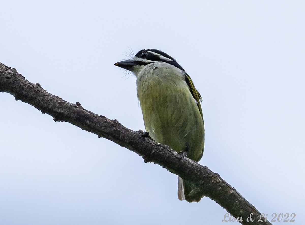 Yellow-rumped Tinkerbird - ML523361131