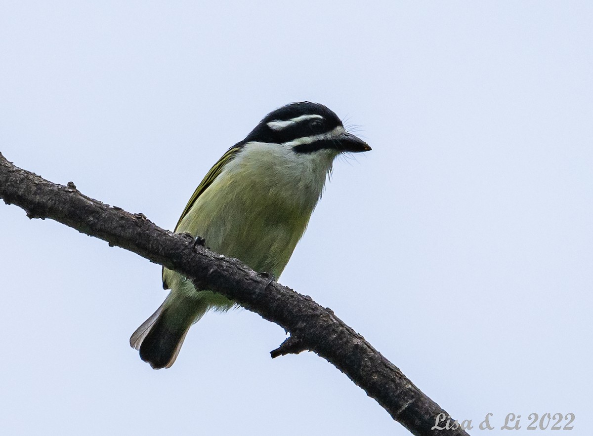 Yellow-rumped Tinkerbird - ML523361141