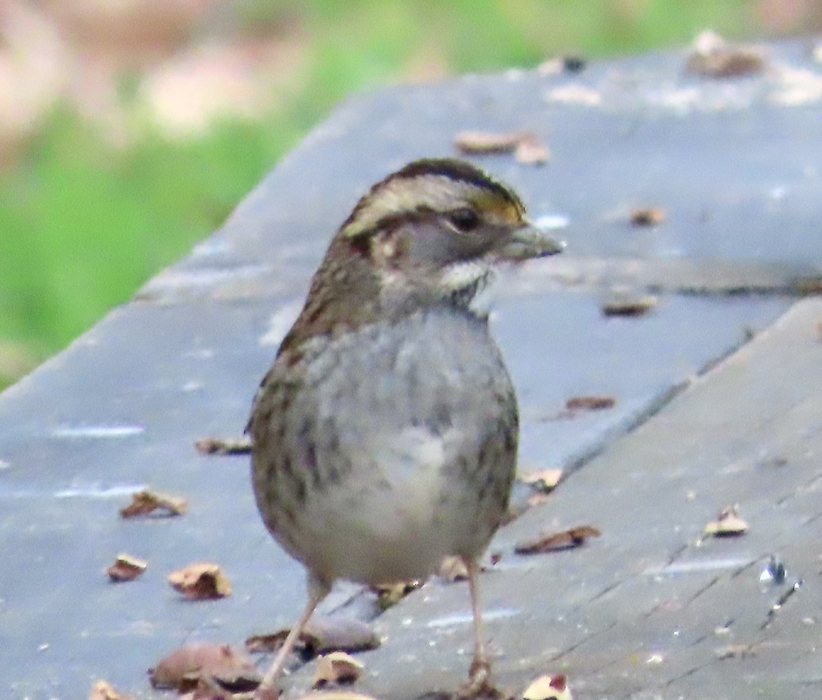 White-throated Sparrow - ML523361191