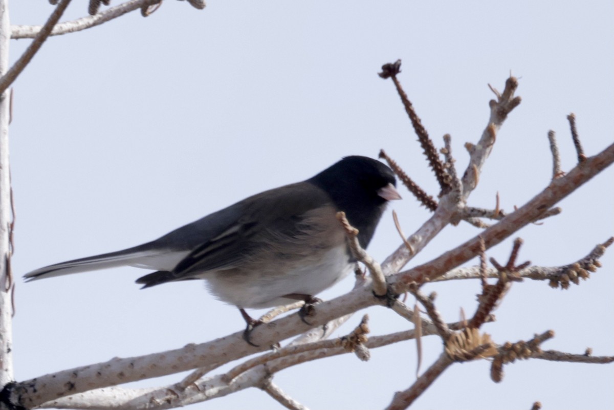 Dark-eyed Junco - ML523363111