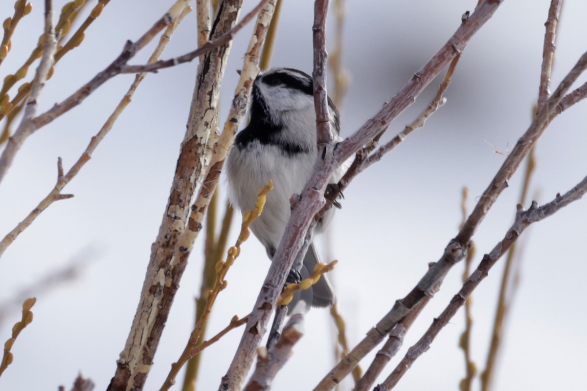 Mountain Chickadee - ML523363191
