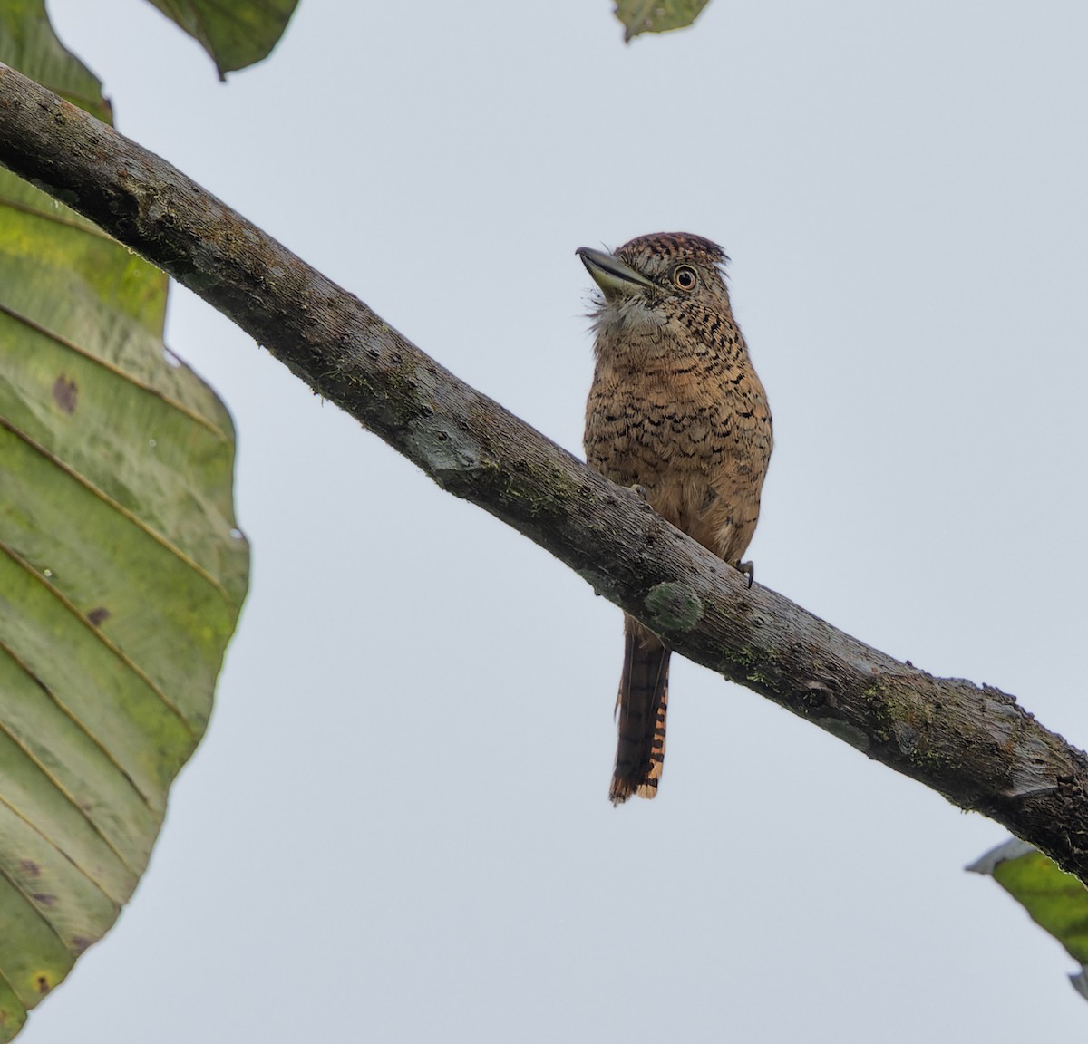 Barred Puffbird - ML523363451