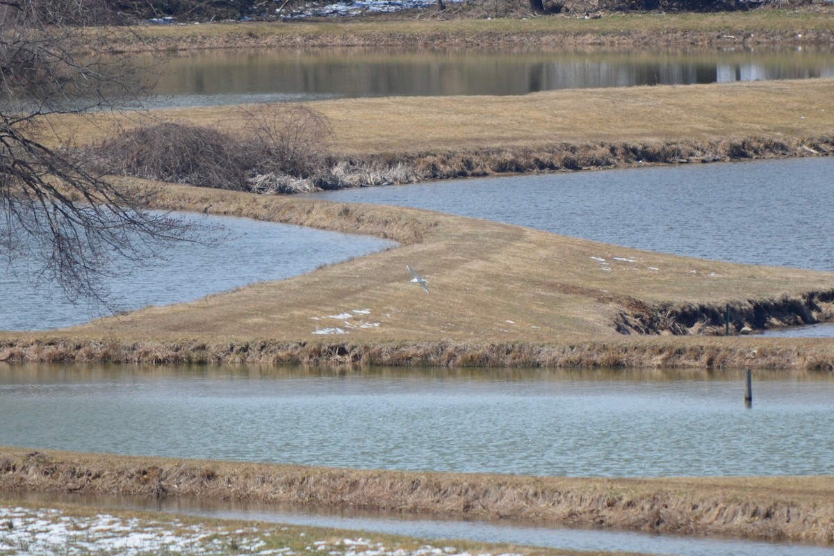 Bonapartemöwe - ML523363761