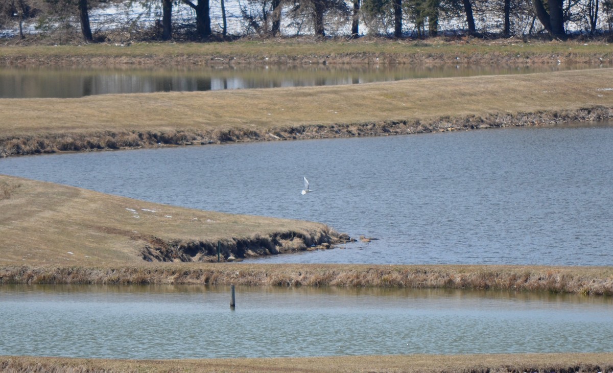 Bonapartemöwe - ML523363771