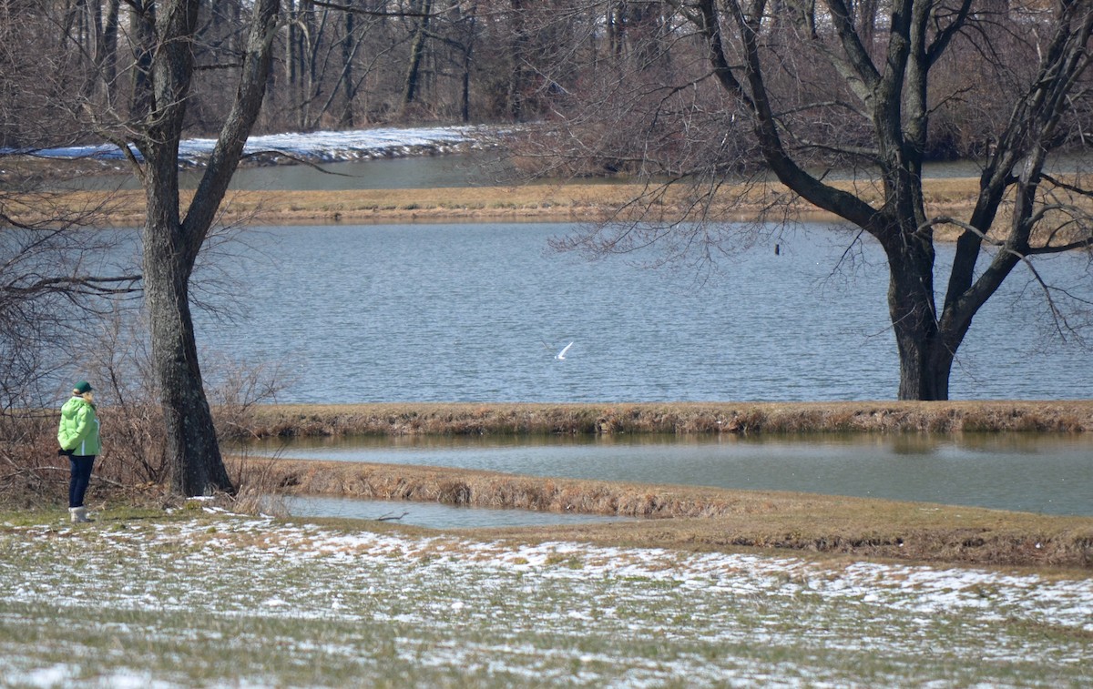 Bonaparte's Gull - ML523363781