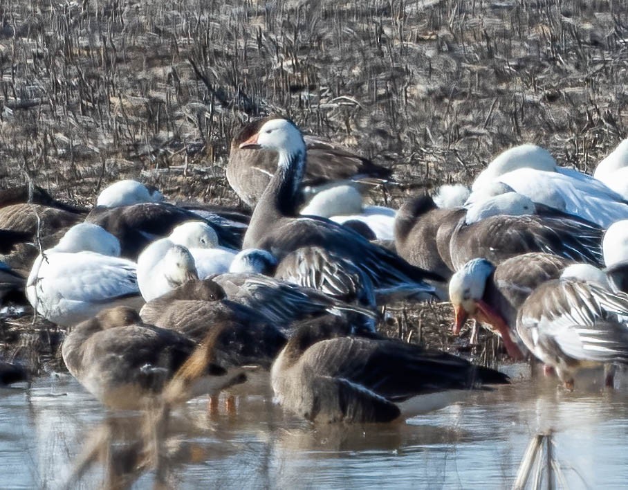 Snow Goose - Eric Bodker