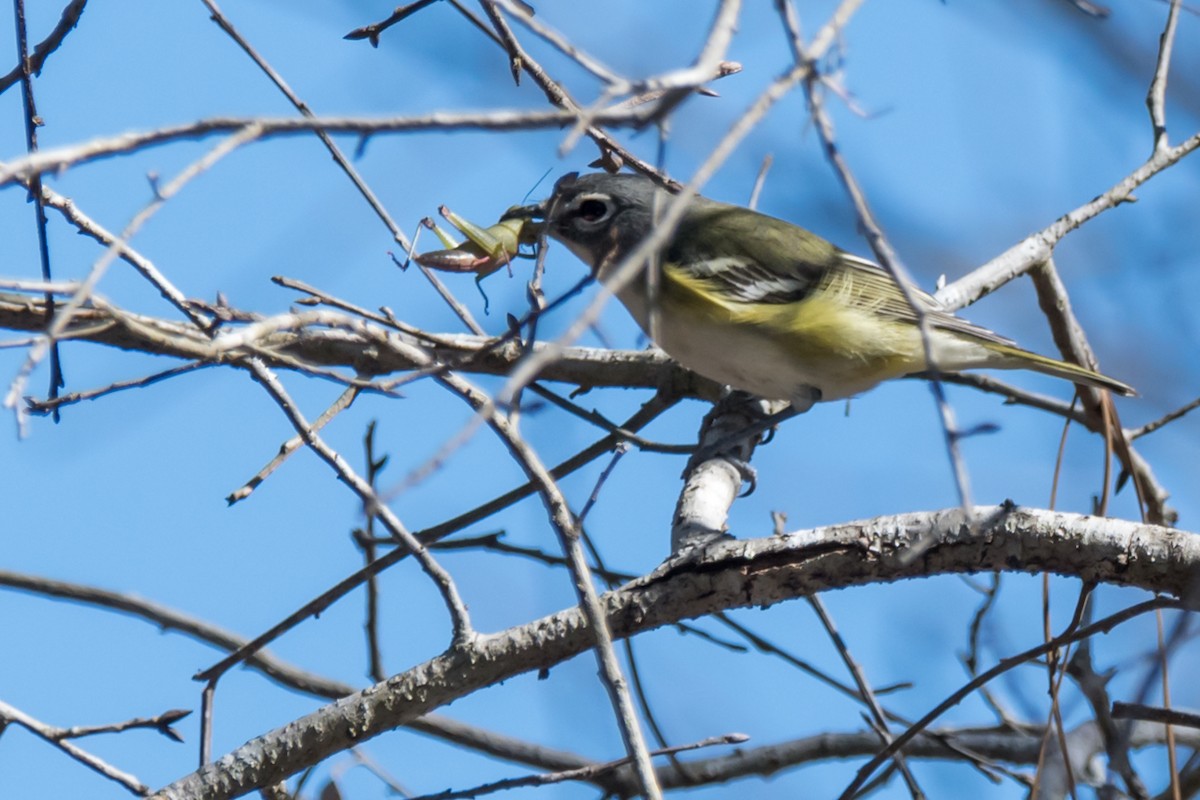 Mavi Başlı Vireo - ML523364291