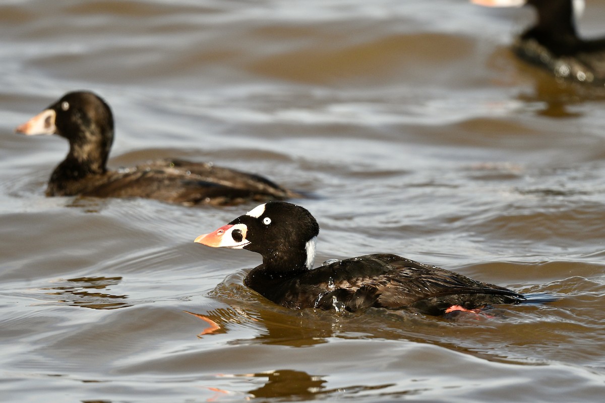 Surf Scoter - ML523364431