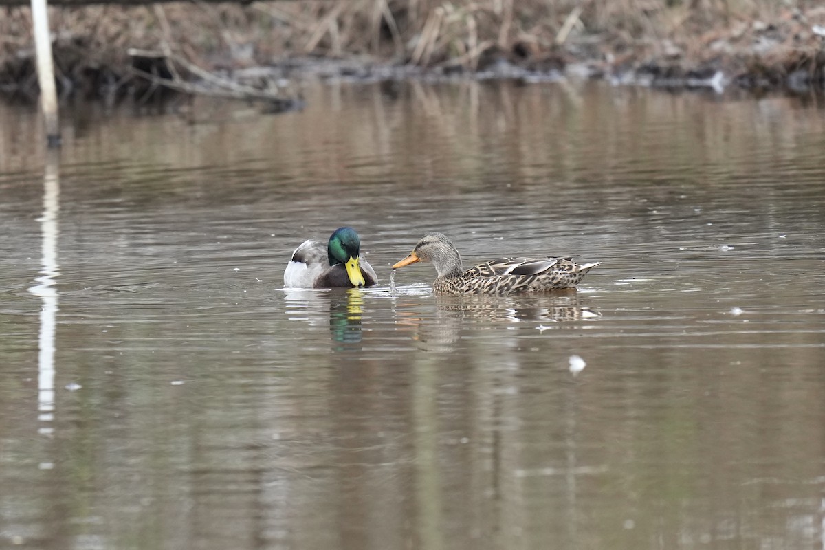 Mallard - ML523364911
