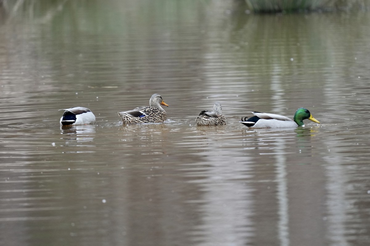 Mallard - ML523364921