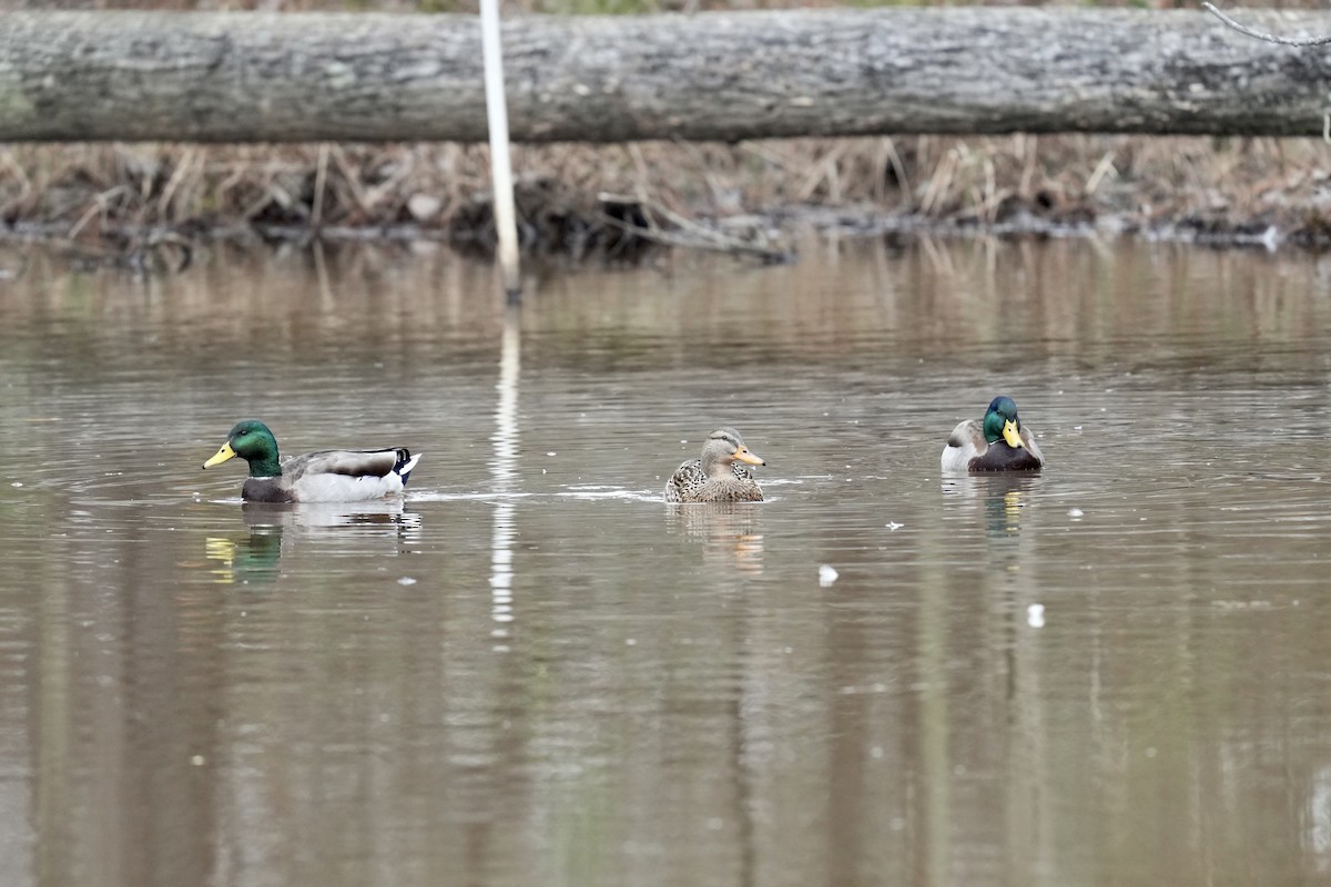 Mallard - ML523364931
