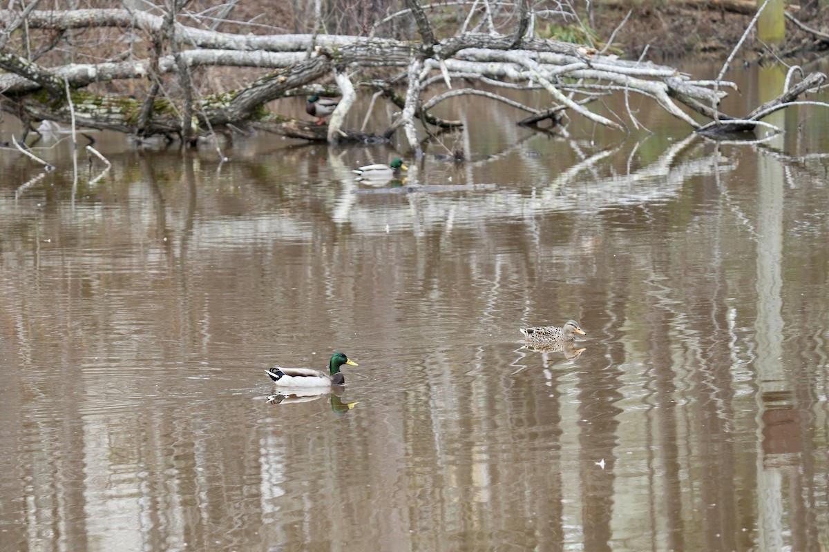 Mallard - ML523364941