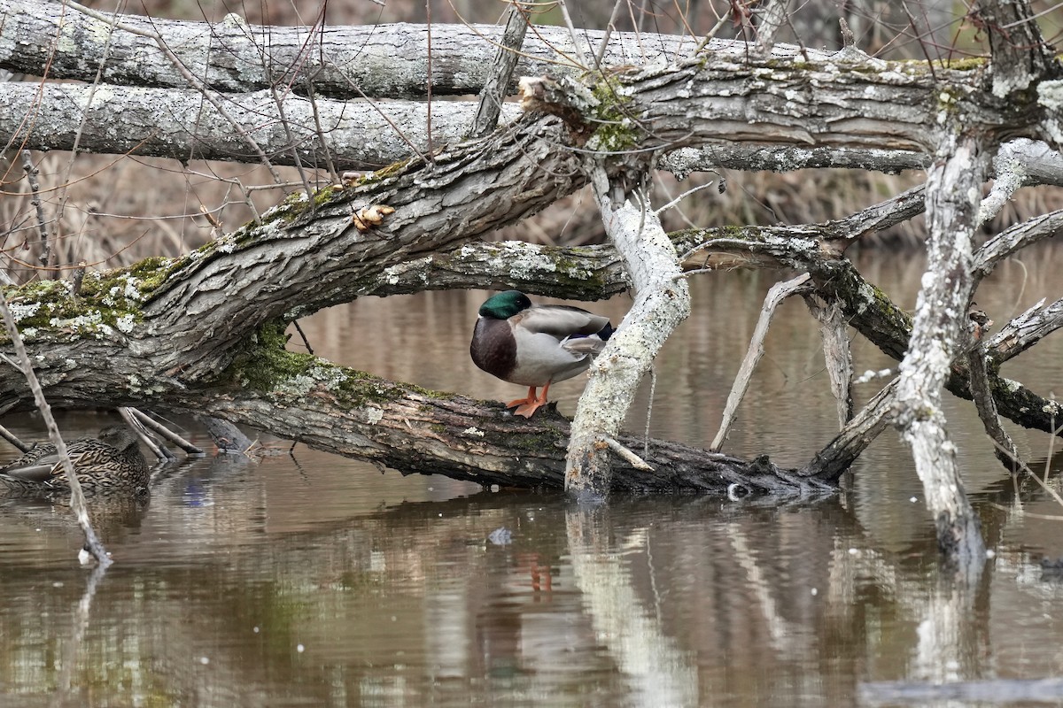 Mallard - ML523364951