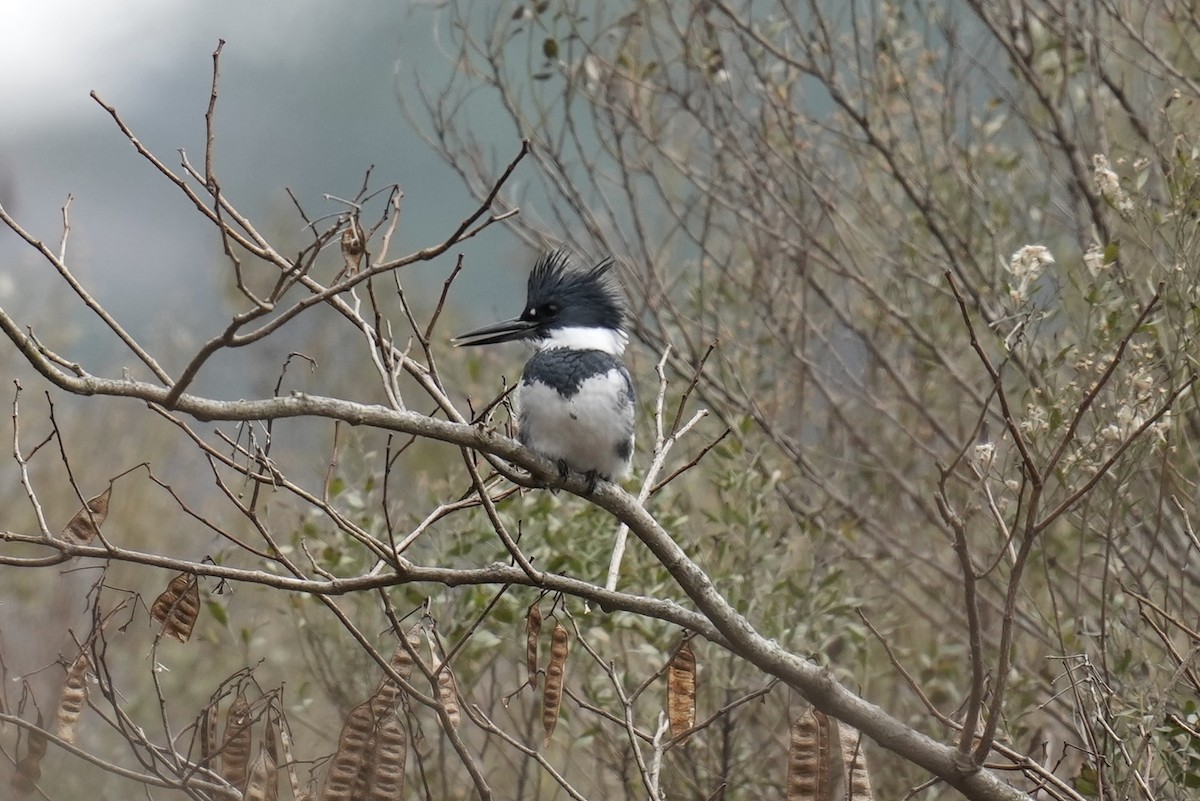 Belted Kingfisher - ML523365131