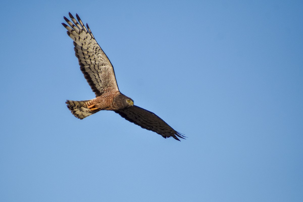 Cinereous Harrier - ML523365391